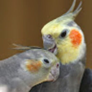 Meet your Posher, Cindy jean